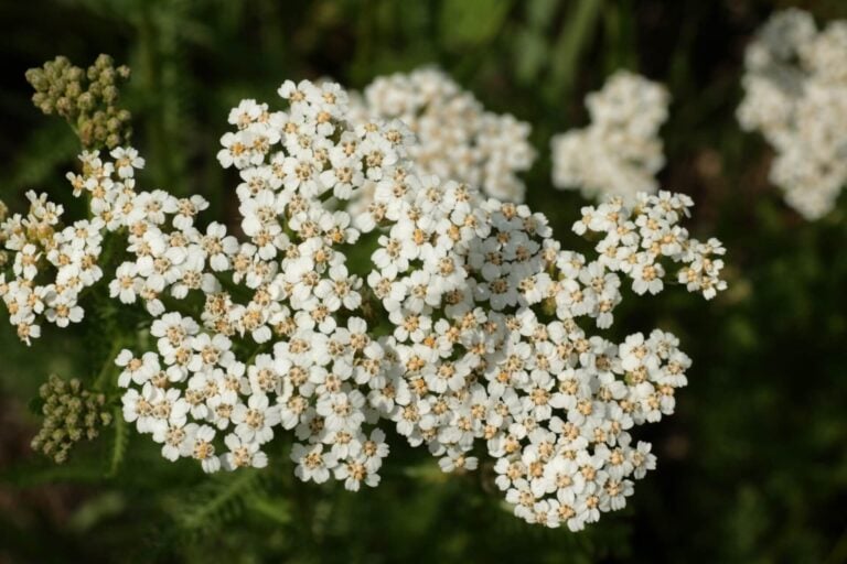 achillea moscata - erba iva