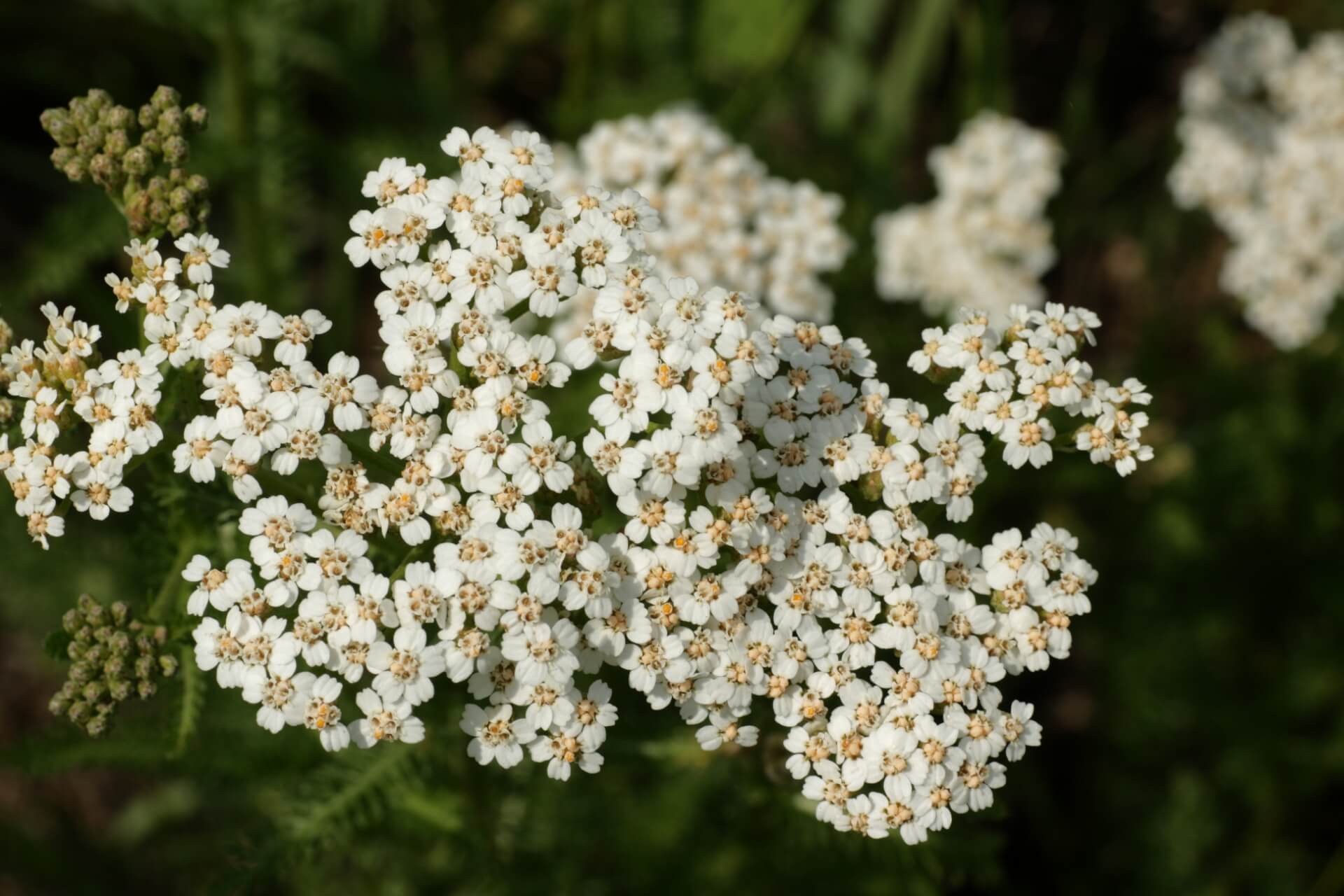 achillea moscata - erba iva