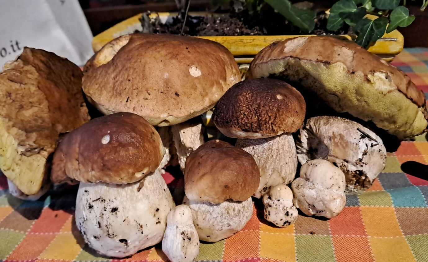 funghi porcini